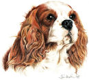 Cavalier King Charles Spaniel